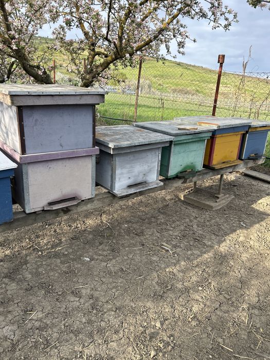 Vand 5 familii de albine