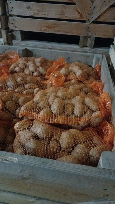 Cartofi albi cu miez galben 60+, ambalați la 10 kg