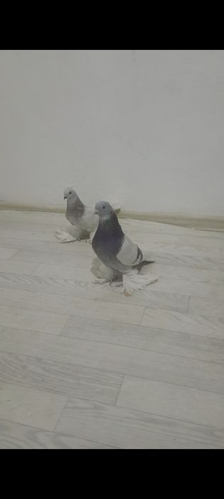 Голубей гребля, тяга