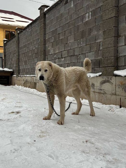 Алабай 1 год, обучена