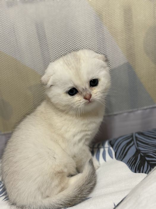 Продаётся котёнок серебрянная шиншилла!