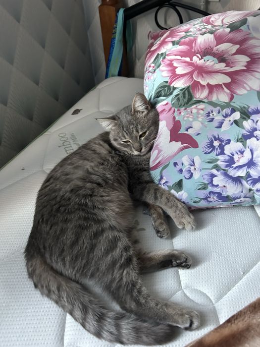 Пропала кошка…..