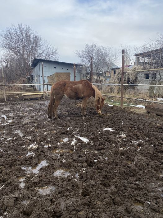 Лошадь 2.8 жасар бие