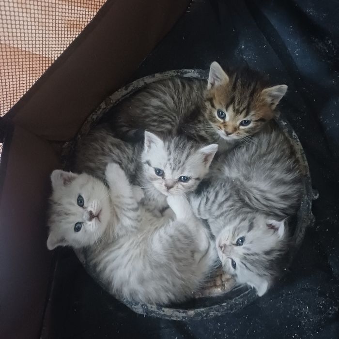 котята шотландские