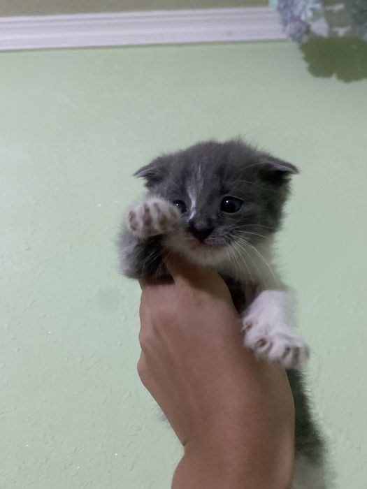 5 oyli shatlanskiy mushuk