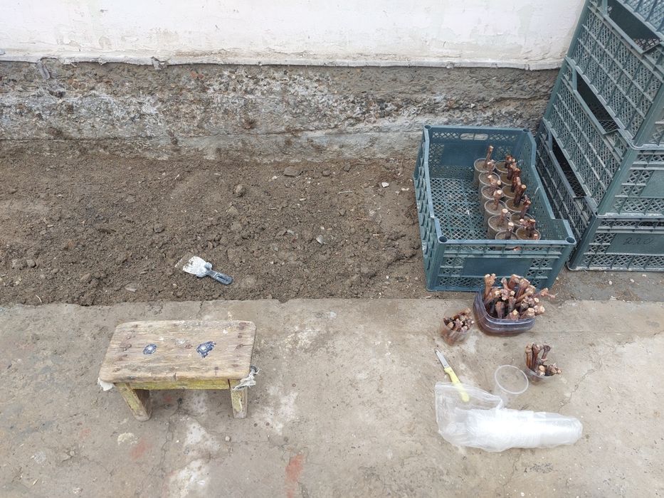 Жүзім көшеттері сатылады.