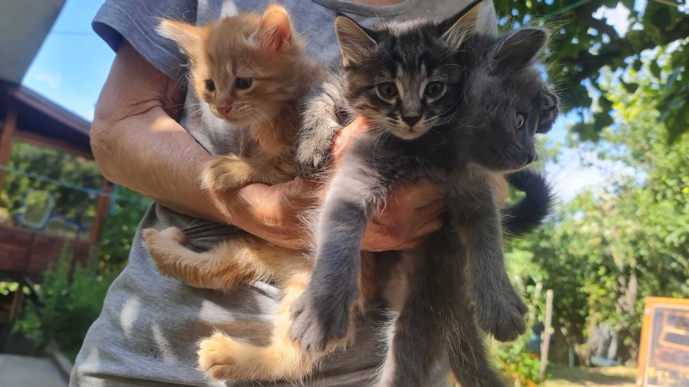 Подарявам котенца