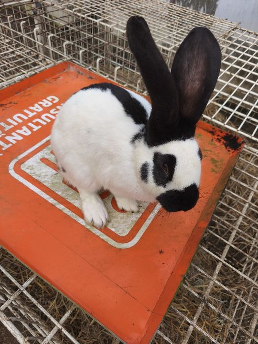 Vând masculi fluture