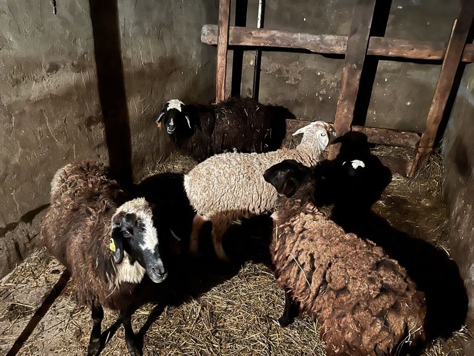 Продам баранов токты