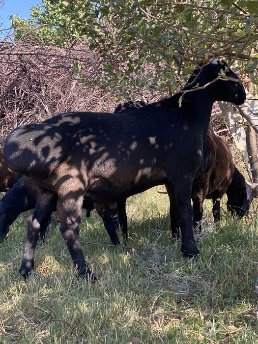 Nasil li xisori qoyla sotiladi
