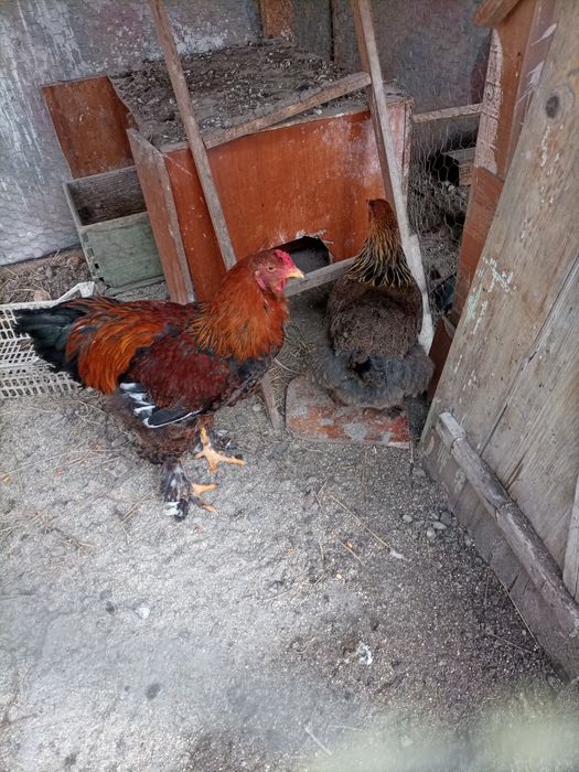 Găini și cocosi rase diferite