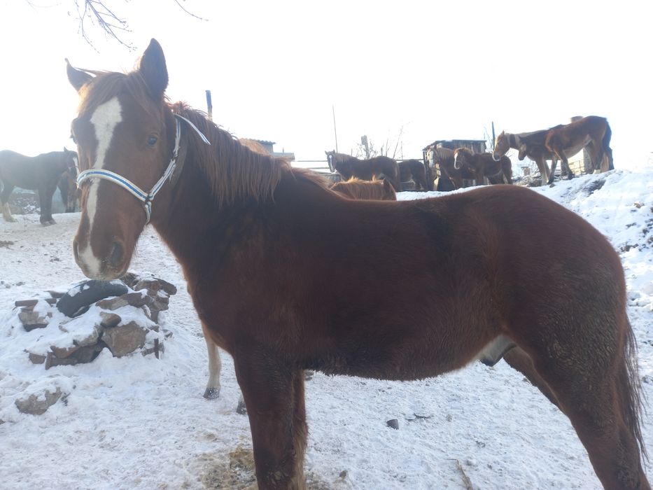 Продам жеребчика