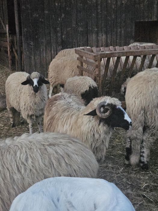 Oi breze proveniență Nelutu Moldovan