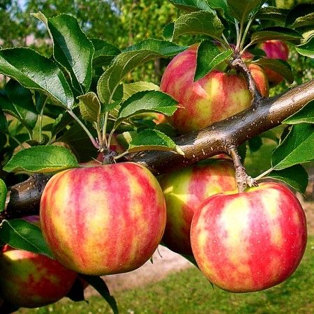 Mar Karnaval soi deosebit