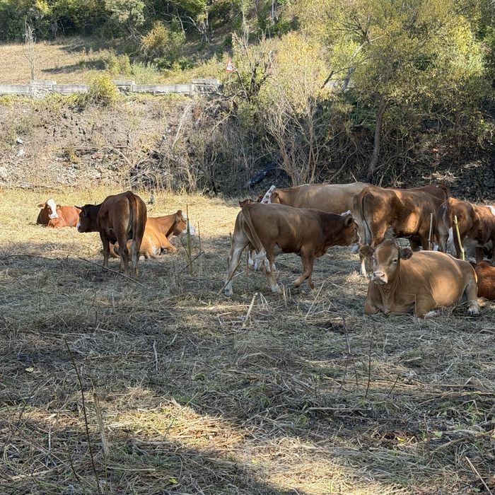 Taurasi baltata romaneasca, limousine