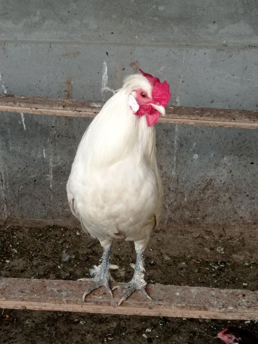 Петух японский белый