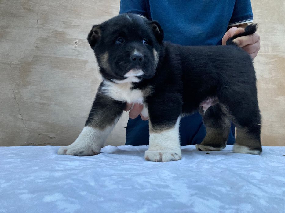 Щенок Кафказского Алабая ( Чистокровный )