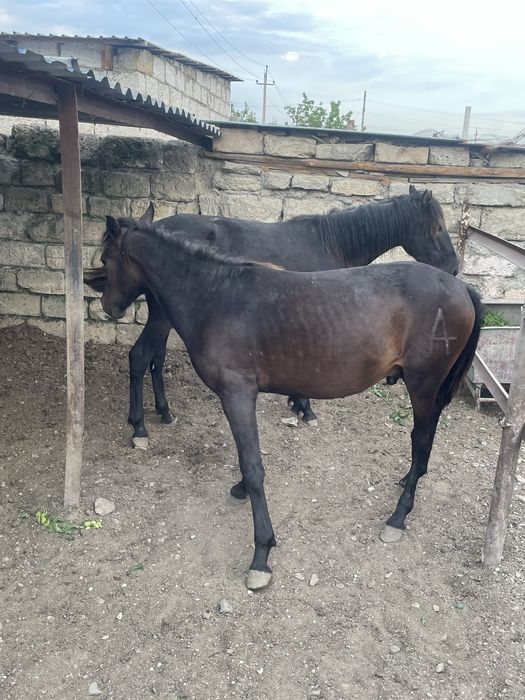 Жылқы сатылады срочно