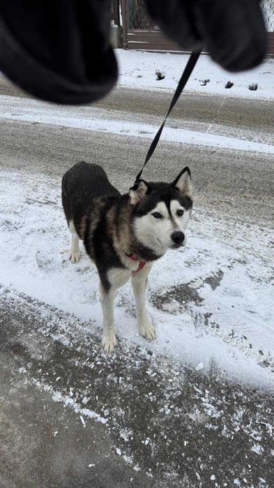 Adoptie responsabila Husky, 4 ani