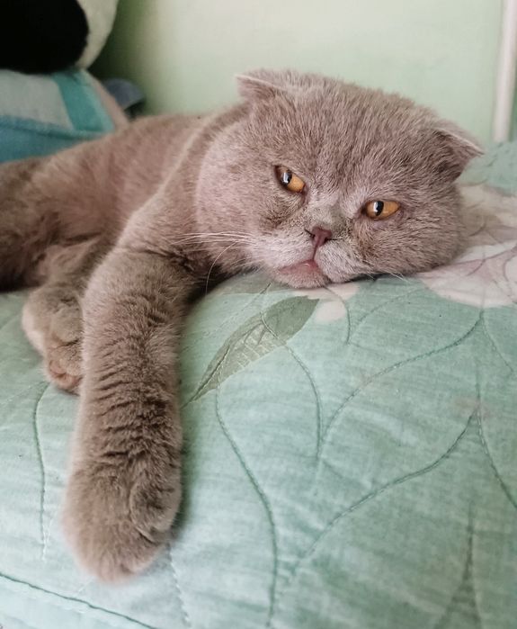 вислоухий кот в добрые руки