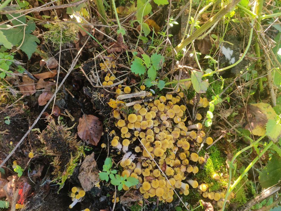 Vând ghebe mici 25 lei kg