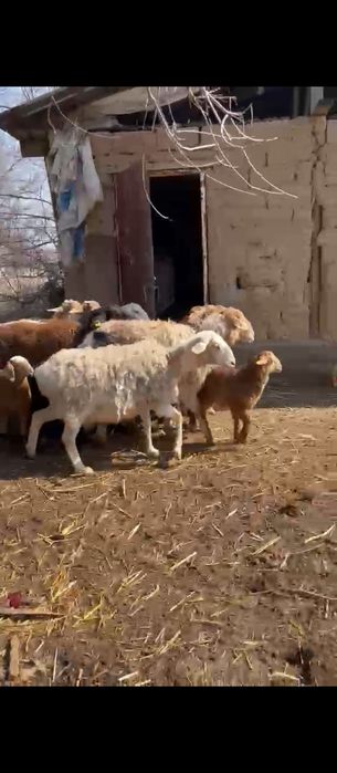 Продам баран с ягнятами