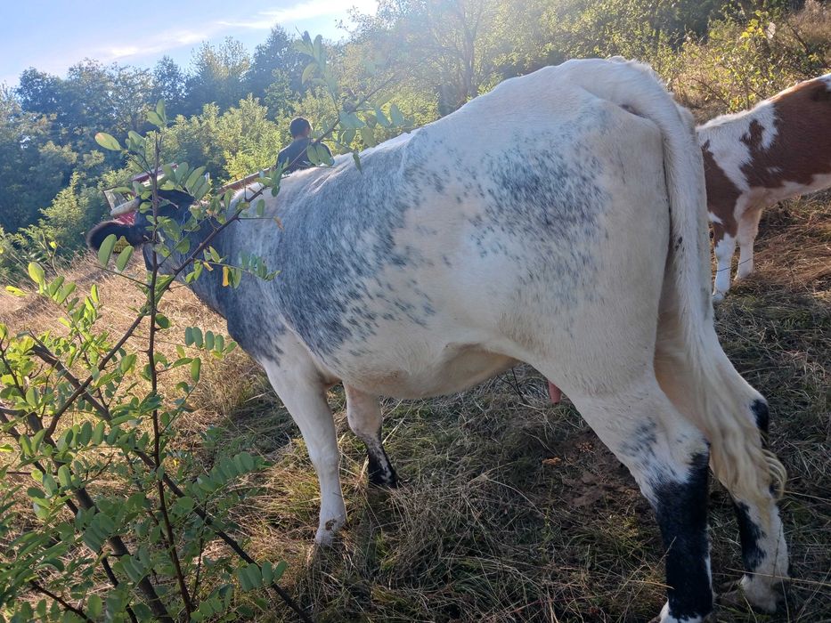 Animale domestice mai exact vaci din gospodarie propie