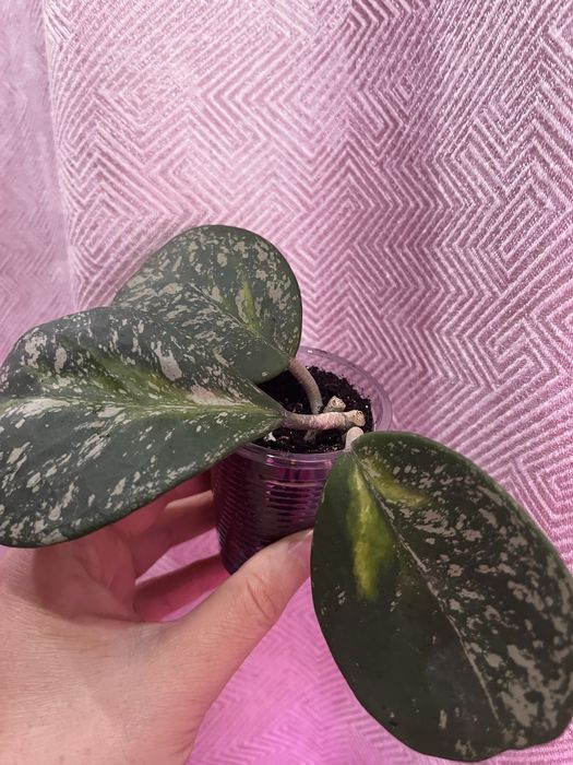 Хойи , укорененные черенки