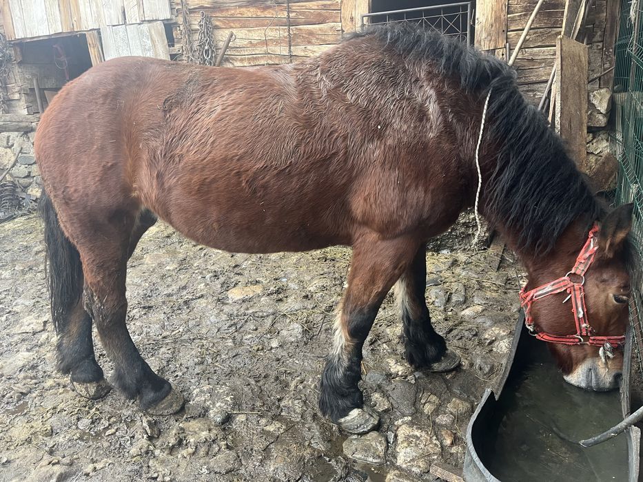 Iapa de vanzare  de 9 ani