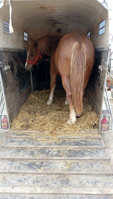 Manza de 1 an si 8 luni cu pasaport