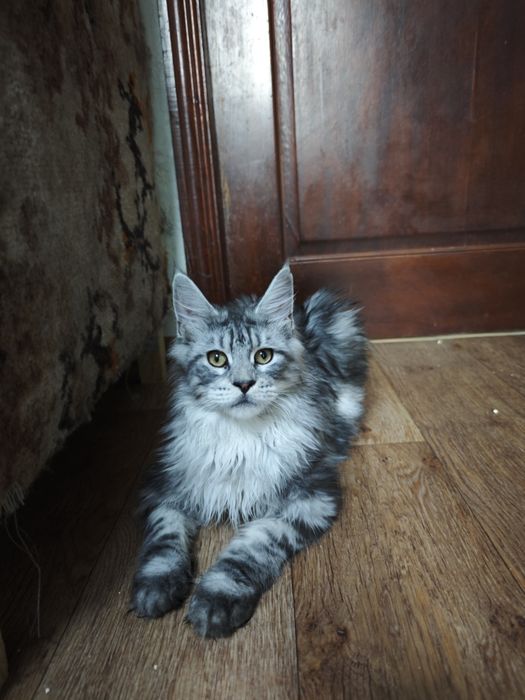 Мальчики Мейн Кунчики