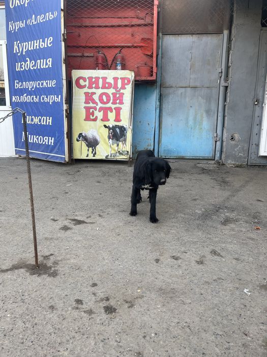 Жоғалған ит - Потеряшка