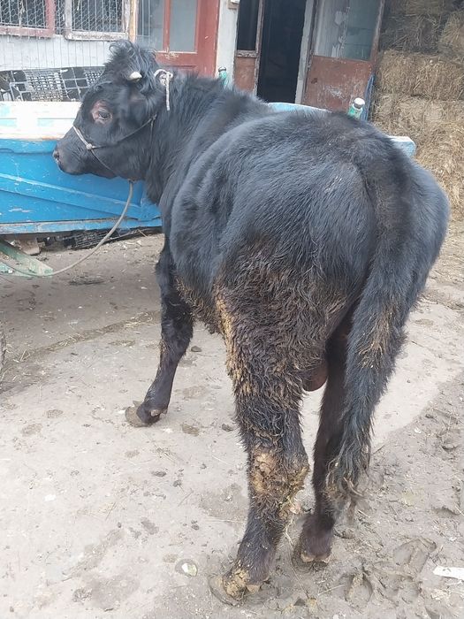 Taurași de vânzare