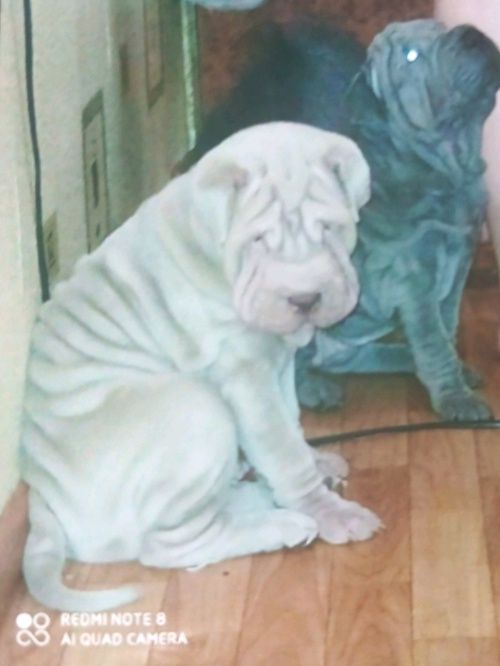 Вязка шарпей Американский