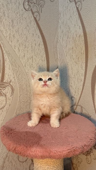 Порода: Британская короткашерстная шиншилла