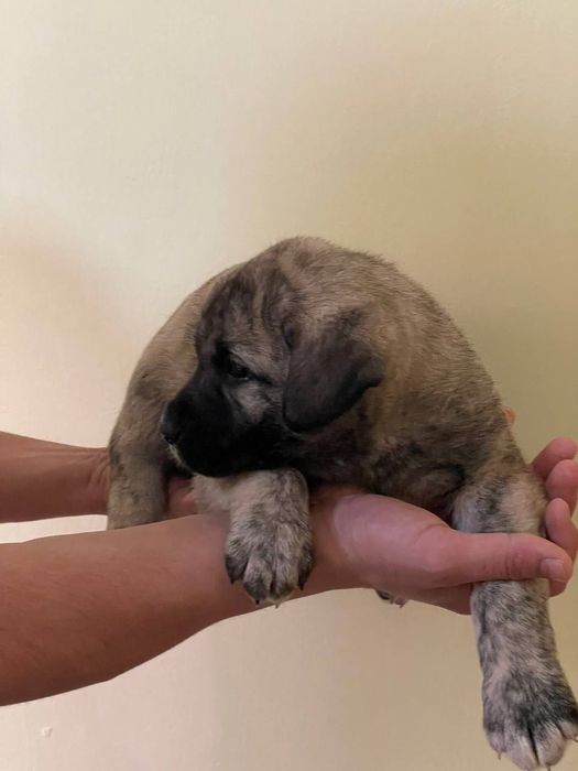 Zotdor cho'pon itlar