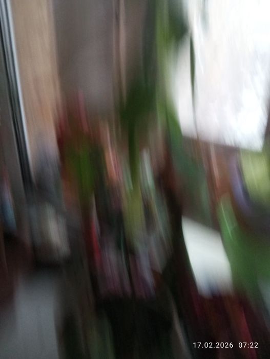 Продаю цветы комнатные