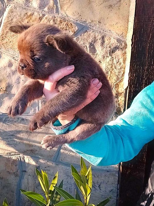 Френски булдог флъфи