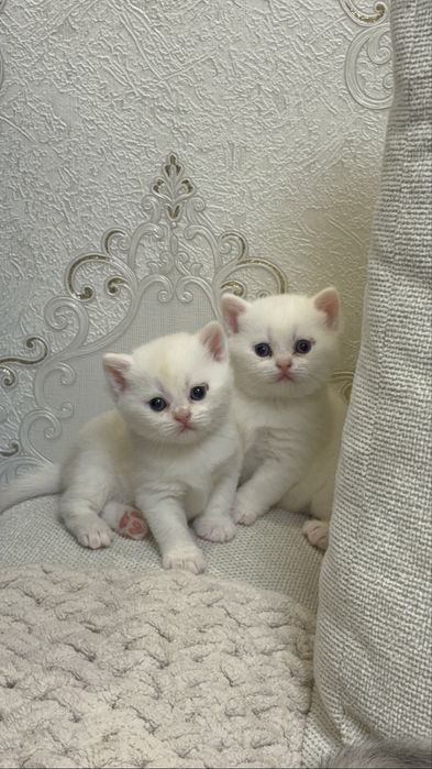 Элитные шотландские котята