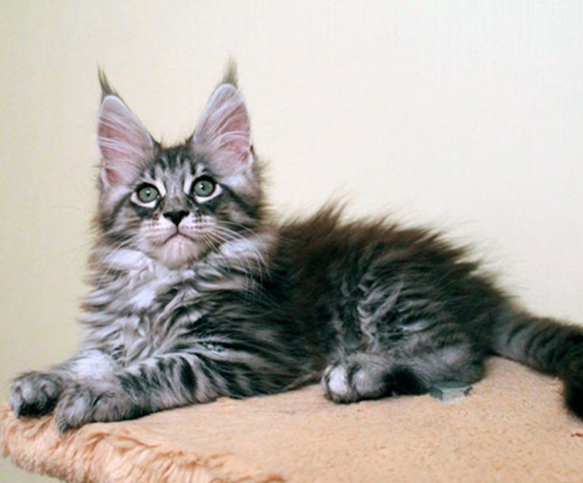 Шикарные котята мейнкун