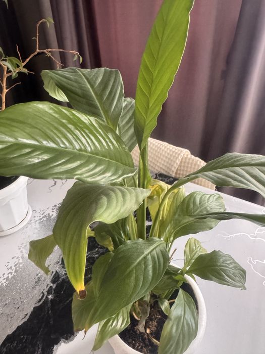 Комнатные цветы