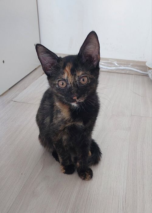 Отдам в добрые и ответственные руки