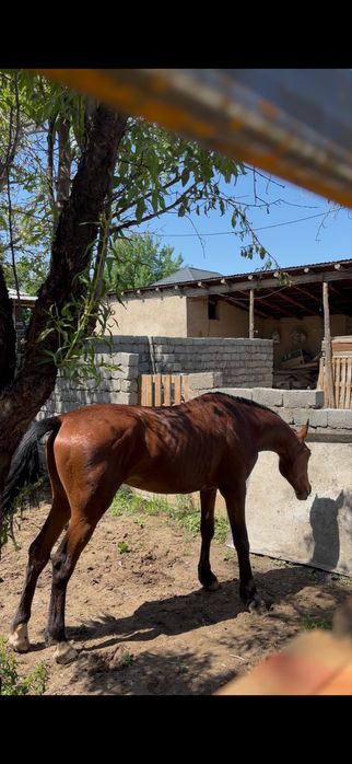 2 жасар құанан сатылады