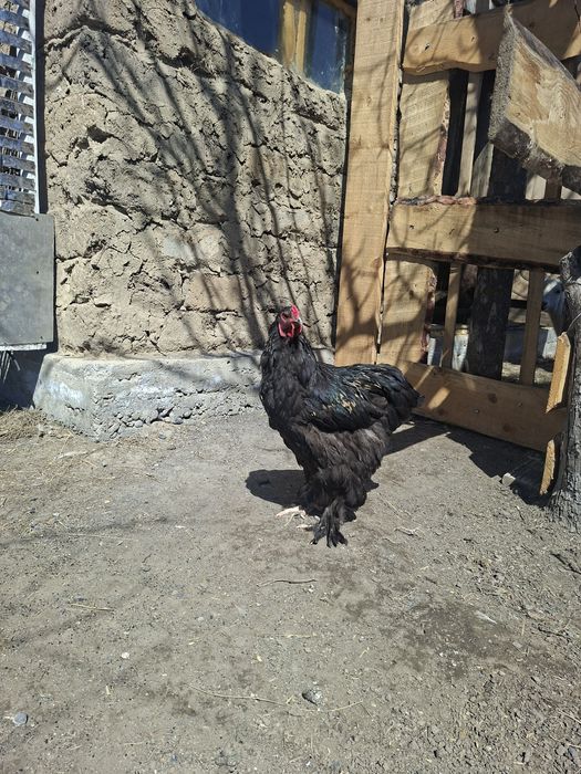 Продам петуха кохинкин