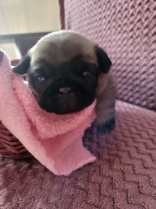 Продаются щенки мопса