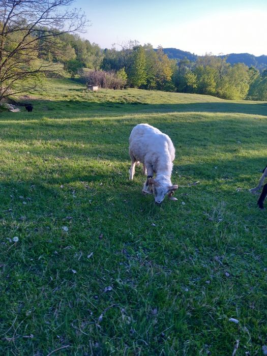 Vând 2 berbeci buni de prăsilă
