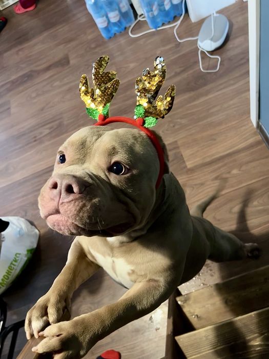 Американский булли вязка