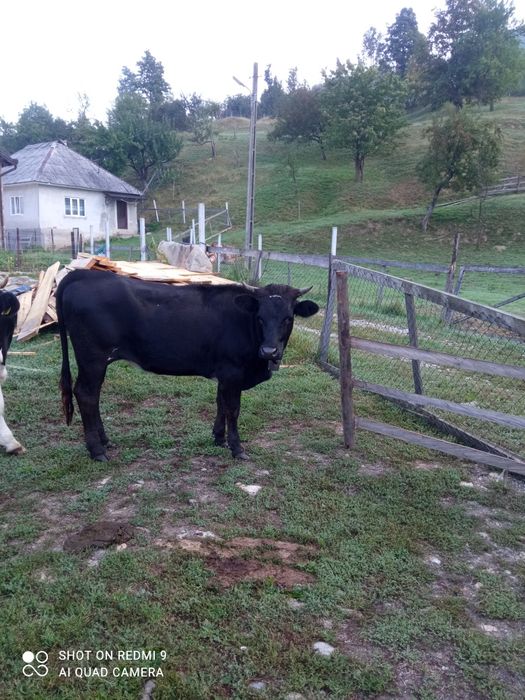 O lună de zile sau doia