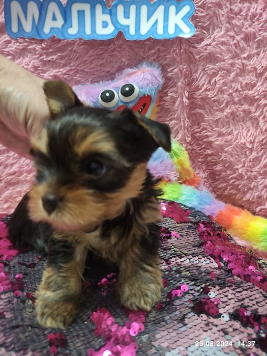 Продам щенков йоркширского терьера.