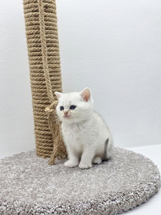 Кошечка ШотландСкая '